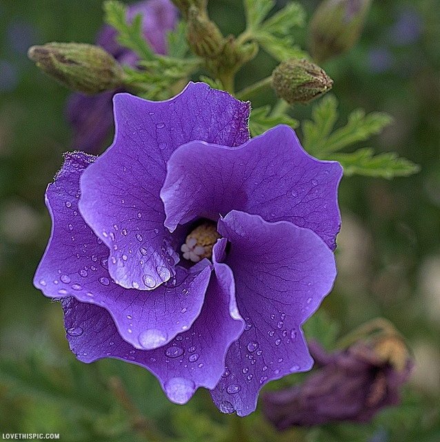 Rose of Sharon flower