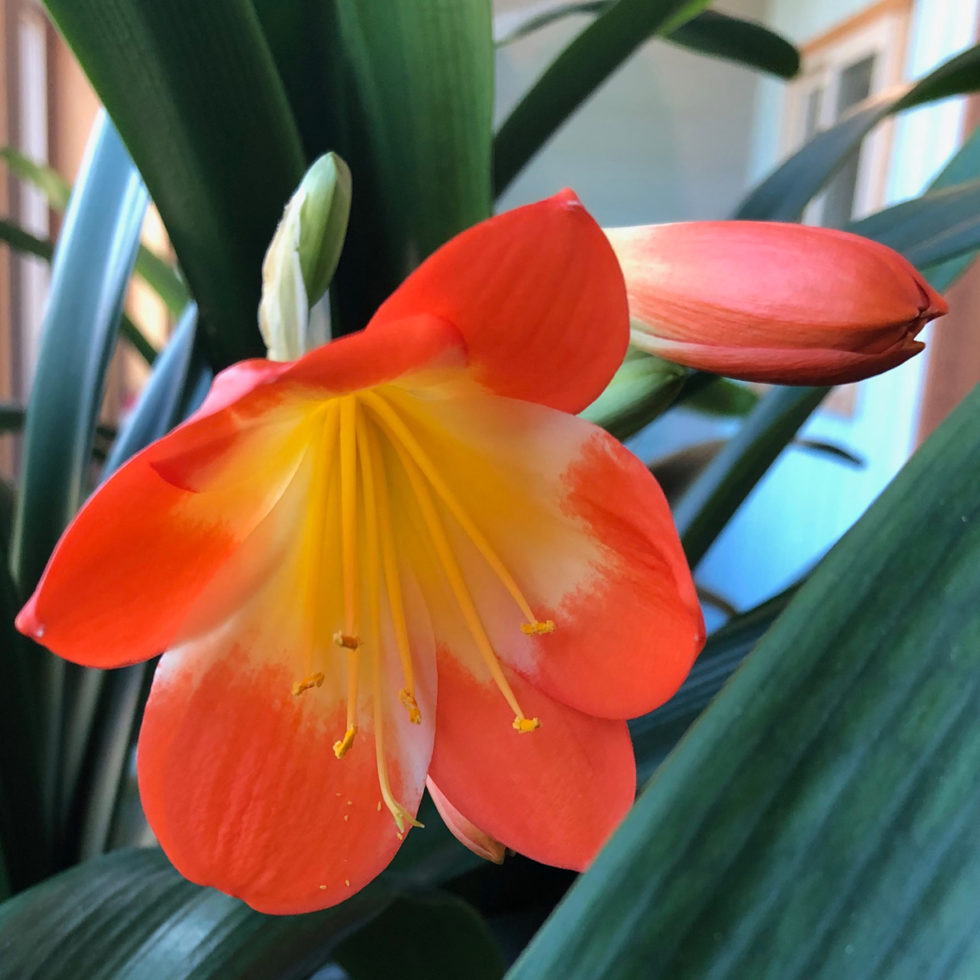 Clivia