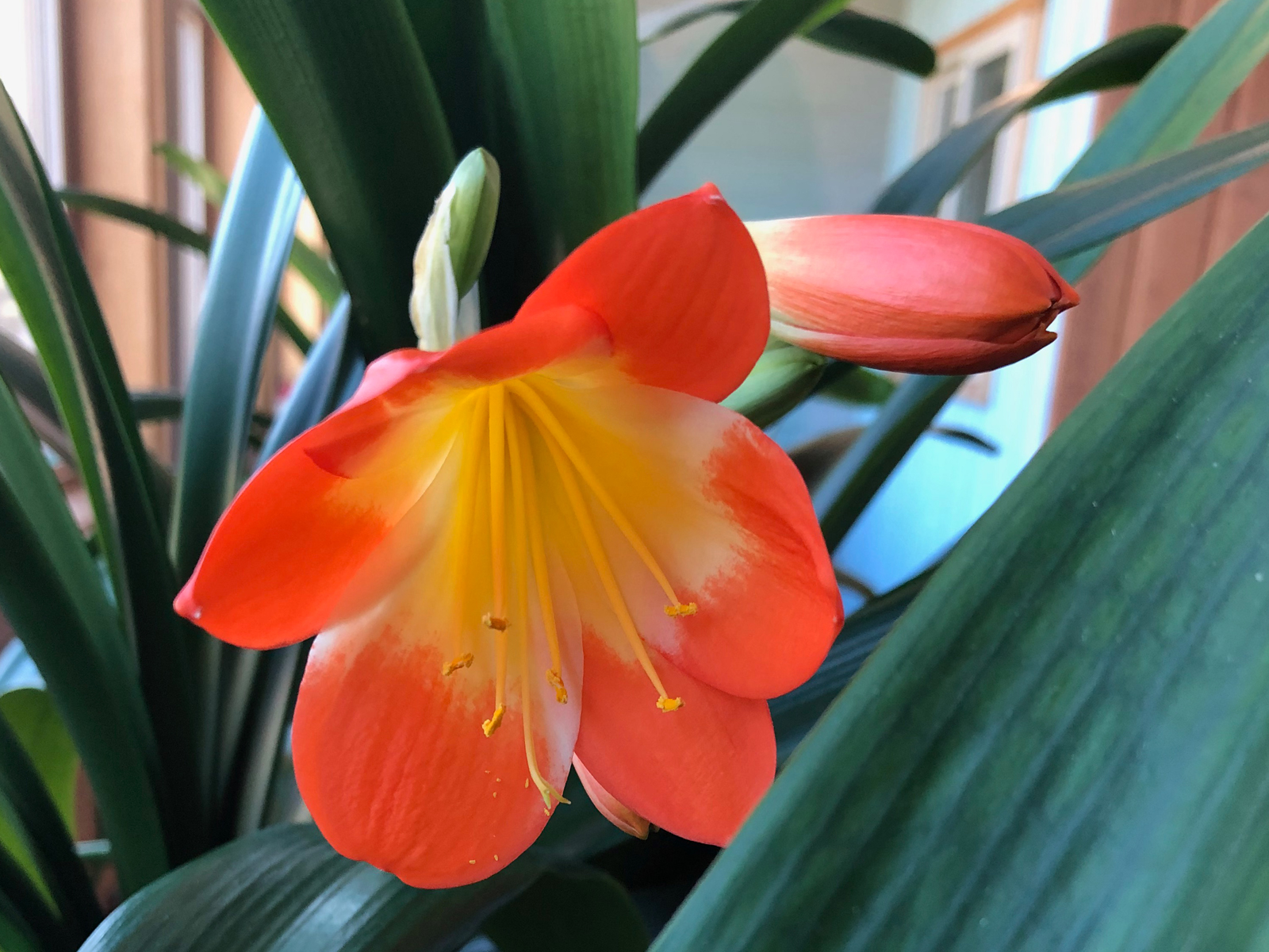 Clivia