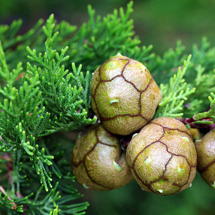 Cypress leaf