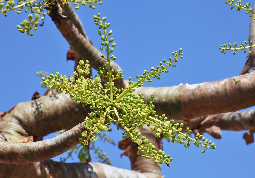 Frankincense