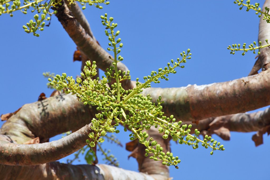 Frankincense