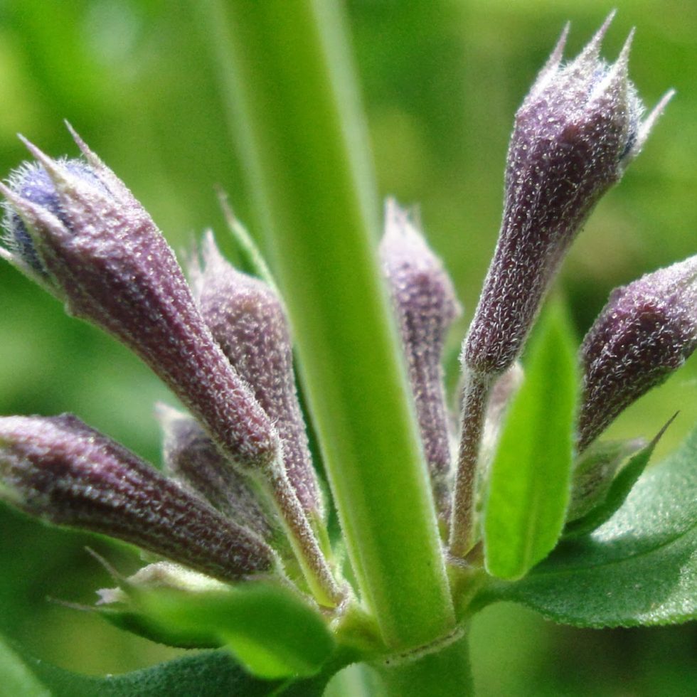 Hyssop