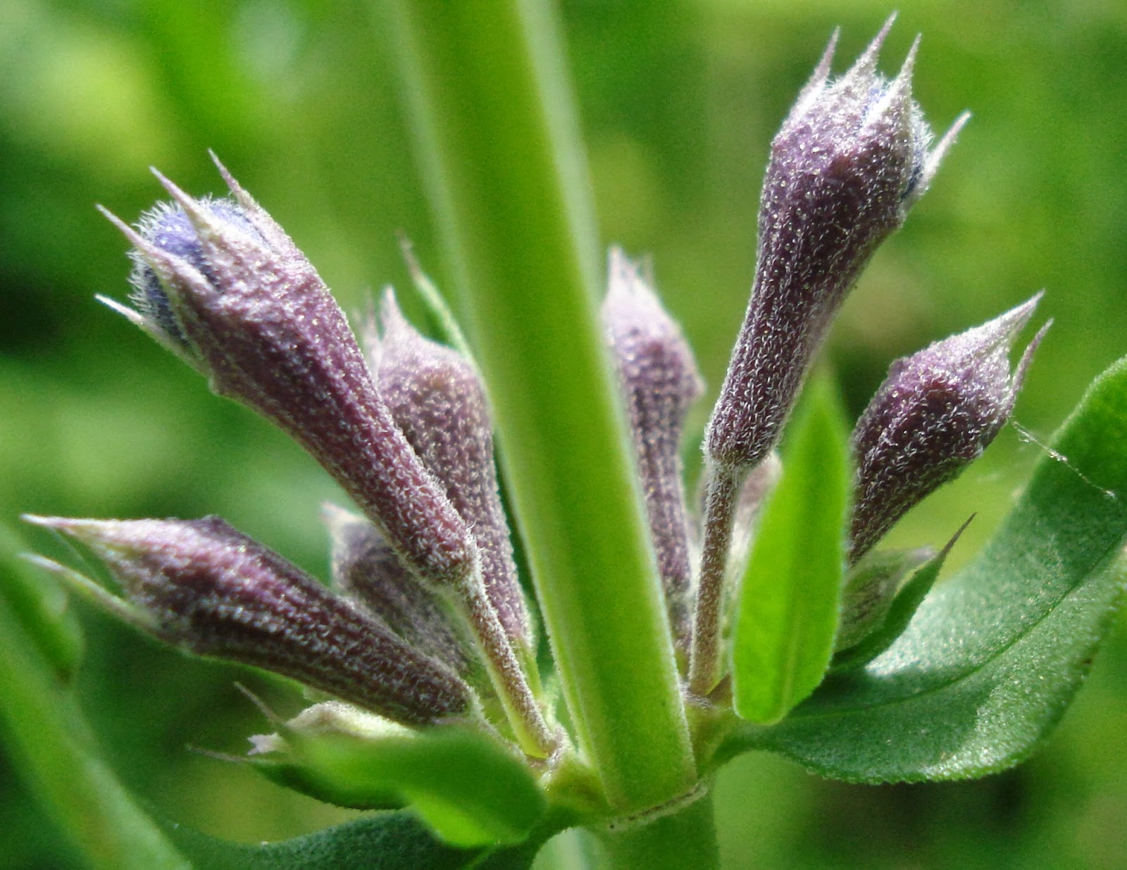 Hyssop