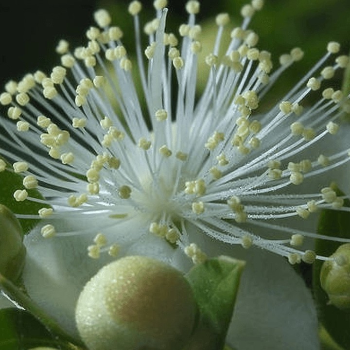 Myrtle blossom