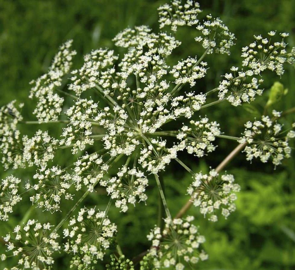 Spikenard blossom