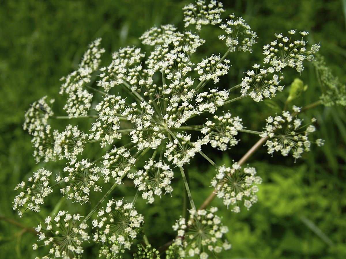 Spikenard blossom